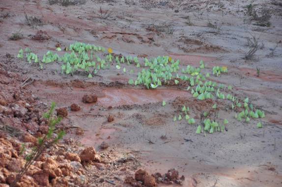 São milhões de borboletas amarelas ao longo da BR-319, que liga Manaus à Porto Velho